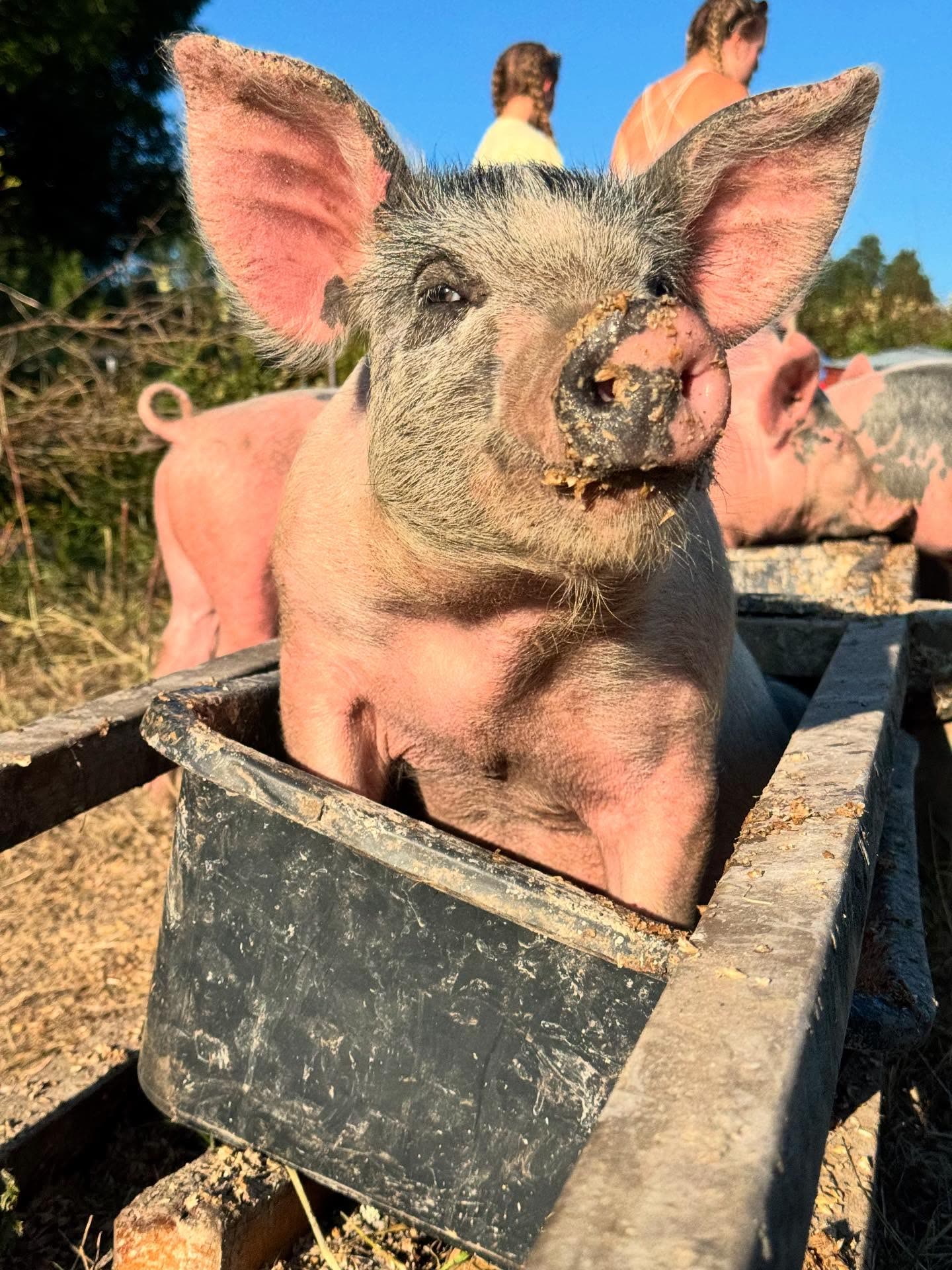 Eftermiddag i hagen